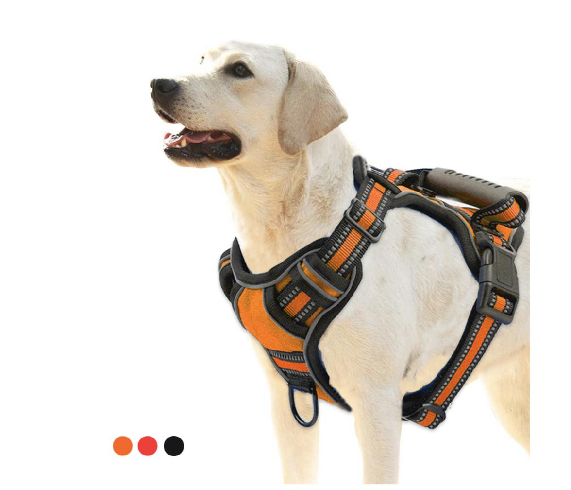 Light-colored Labrador wearing an orange no-pull dog harness with reflective trim
