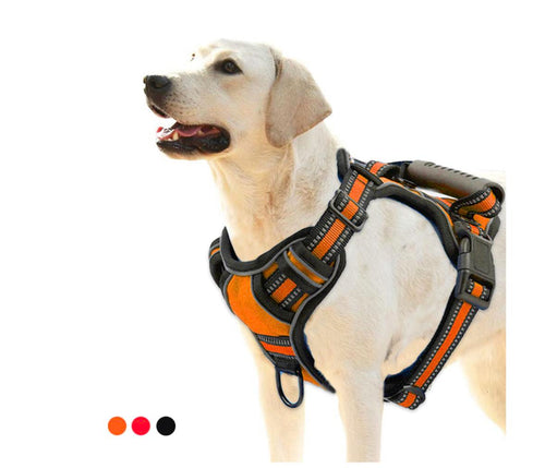 Light-colored Labrador wearing an orange no-pull dog harness with reflective trim