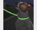 Dog wearing a green USB-rechargeable LED light-up collar glowing at night