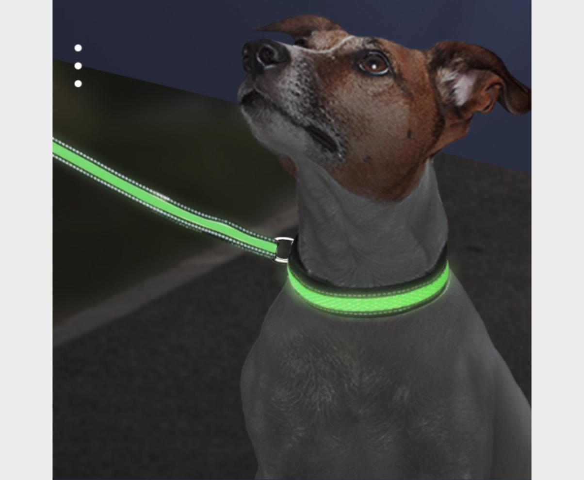 Dog wearing a green USB-rechargeable LED light-up collar glowing at night